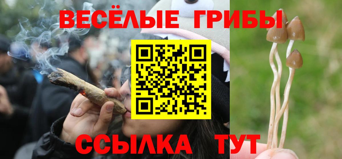 Псилоцибиновые грибы Magic Shrooms  Псилоцибиновые грибы Psilocybine cubensis  даркнет сайт  Чернушка  Вход с VPN 